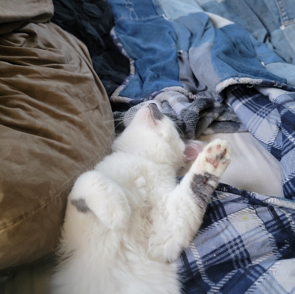 BACK UP AD Live listing updates share sat at 9am - Picture 11 of 16